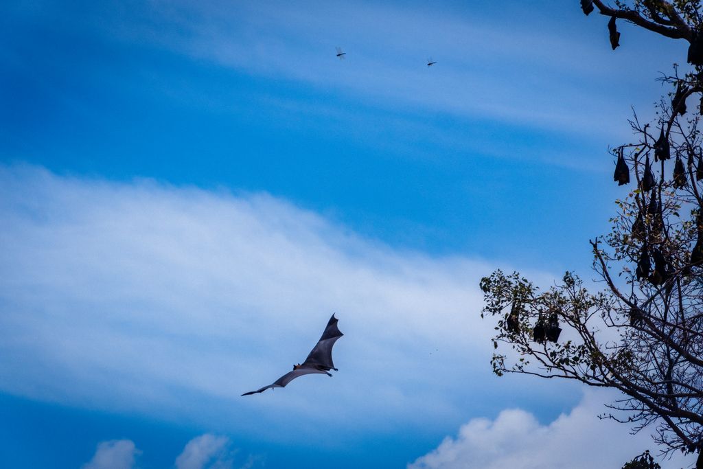 A captivating view of a bat soaring across a clear blue sky with trees and clouds in the background.